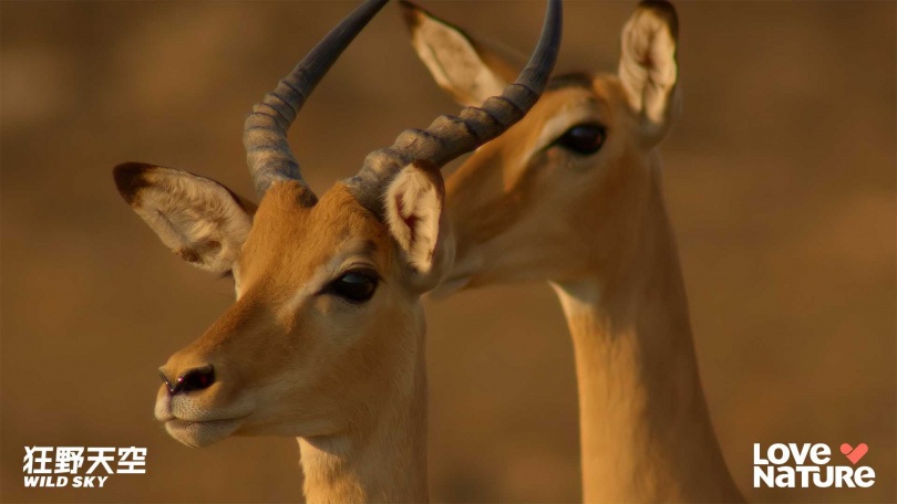 《狂野天空》記錄下在非洲，動物們展開永無止境的尋找水源之旅。（圖／杰德影音）