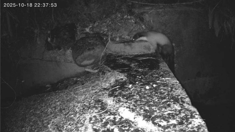 生態監測團隊架設於富興社區稻田的紅外線攝影機,罕見捕捉到2隻黃喉貂穿梭徘徊的身影。(圖/池上青年培力站提供)
