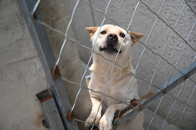 狗肉料理在特定族群間被視為傳統佳餚,但風險與爭議並存。