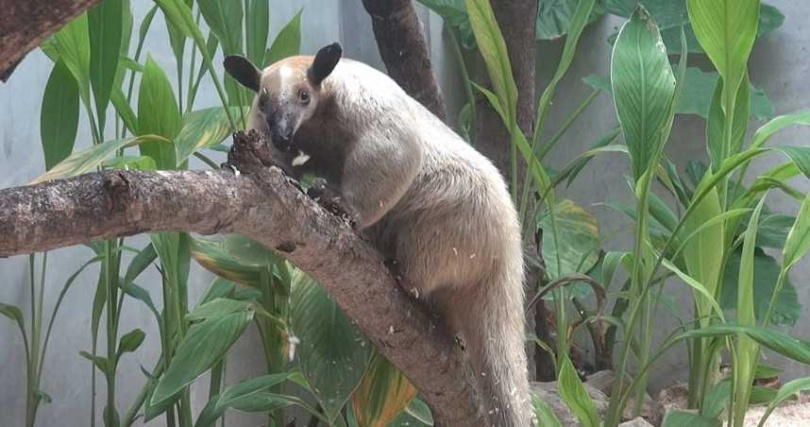 小食蟻獸「黑妞」不假外出，園方籲請協尋。（圖／台北市立動物園）
