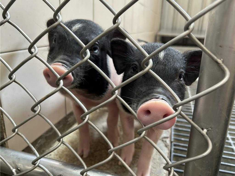 兩隻小麝香豬半夜在公園被民眾發現通報。(圖/新北市動保處)