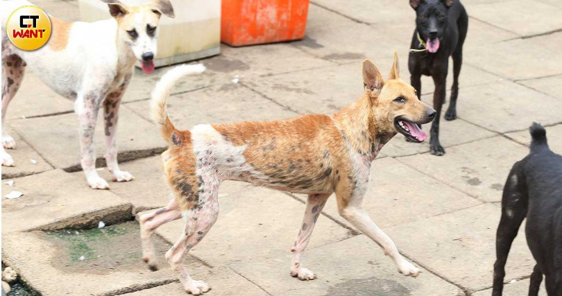 &nbsp;李孟寶飼養的狗兒身上能見到明顯皮膚病，動保團體在白骨案爆發前就發覺有異，曾間接提醒動保處，公務機關卻持續將幼犬送進煉獄。（圖／本刊資料照）