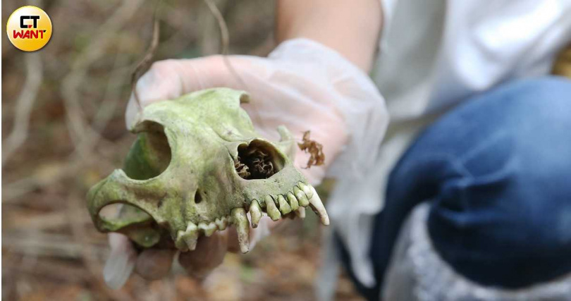 李孟寶因疏於照顧，數十隻狗兒在病痛交加和飢餓中死去，遺體則被隨意棄置在菜園旁，庇護所成為狗兒煉獄。（圖／本刊資料照）