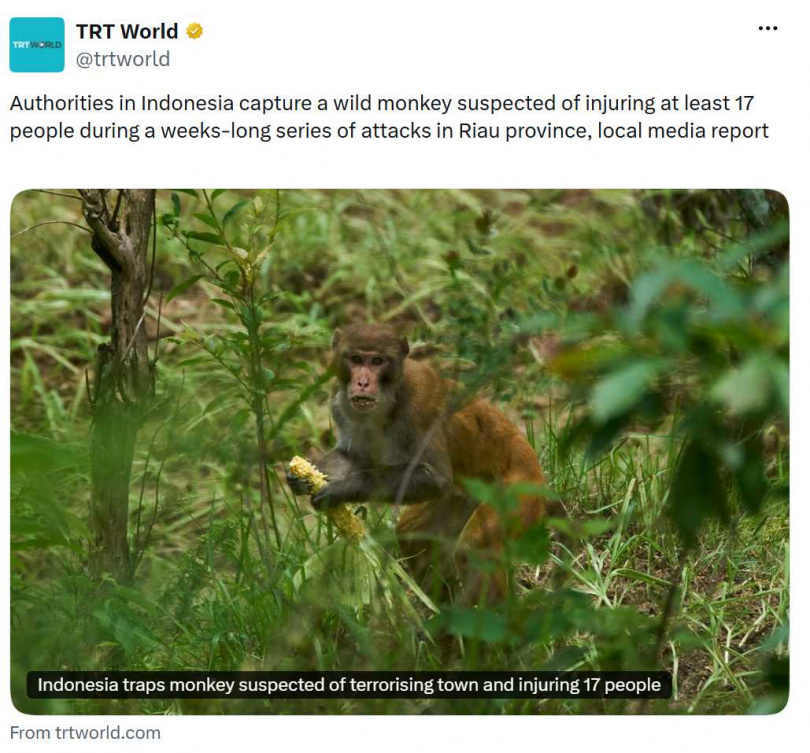 猴群襲人事件引發地方恐慌,40所學校一度停課,官方仍持續監控是否還有其他猴子出沒。(圖/翻攝自X,@trtworld)