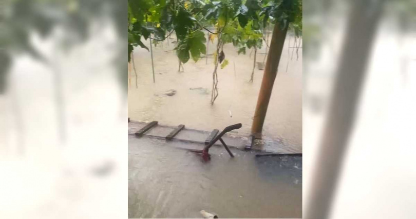 日月潭地區9日單日累計雨量逾270毫米，鄰近頭社絲瓜產區大淹水，列入農災現金救助項目之一。（圖／王若嵐提供／中國時報記者楊靜茹南投傳真）