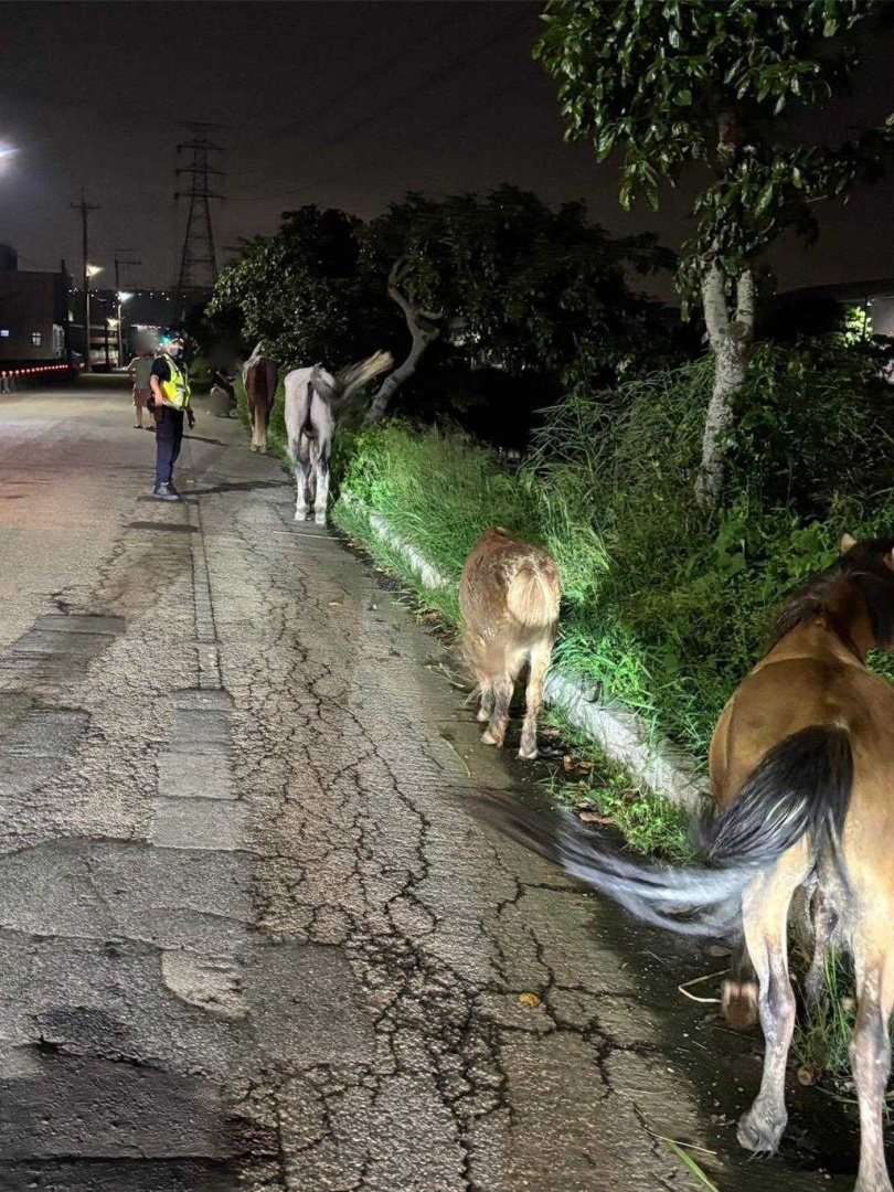 警方進行交通管制，以防馬兒危及過往人車安全。（圖／民眾提供）