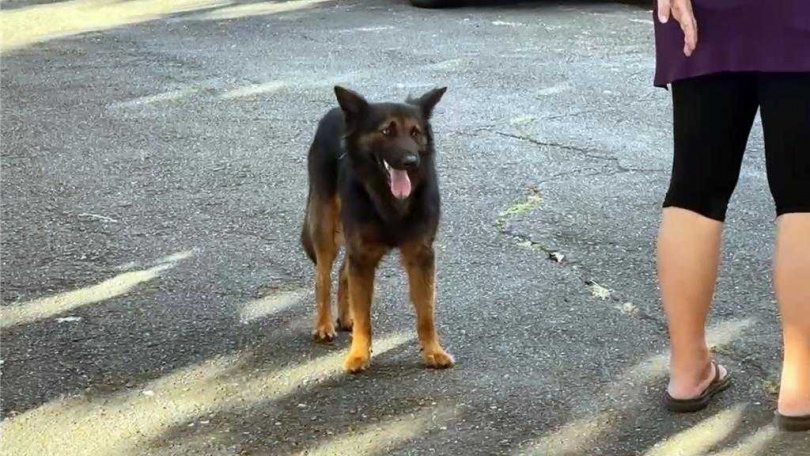   基隆市動保所28日在暖暖公托補捉到一隻黑色米克斯，將為其結紮後，裝置防追矯正器放回，動保所表示，其他還沒落網的流浪狗，將積極巡查捕捉。（圖／中國時報張志康攝）