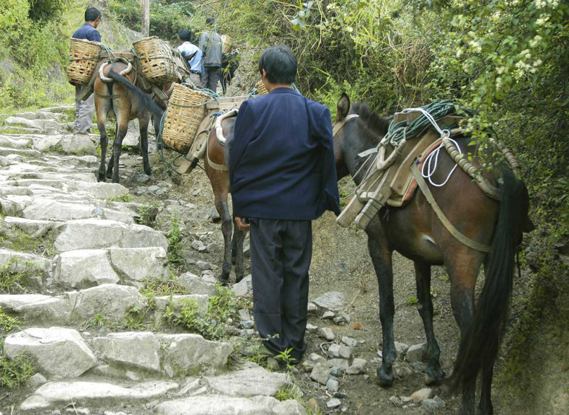 冷地坡村民牽馬組成臨時的「馬幫」將一匝匝茶票紙沿著陡峭山路運入城內。（圖／吳德亮攝）