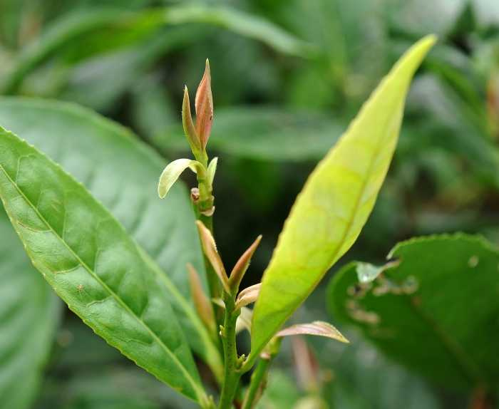 紅心品種的台灣野生山茶。（圖／吳德亮攝影）