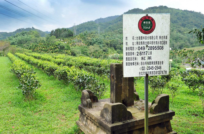 朝向尊重生命與大自然耕作方式邁進的日月茶廠有機茶園。（圖／吳德亮攝影）