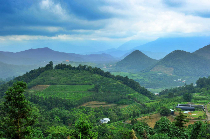 日月潭畔的貓囒山是台灣最早引進大葉種紅茶的所在。（圖／吳德亮攝影）
