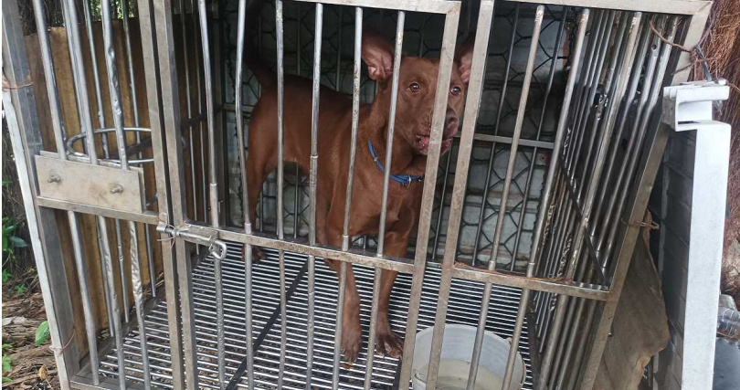 觀音區2025年2月被查獲土狗非法繁殖場，但動保團體早在2022年11月就通報動保處，動保處卻效率低下，直到2025年才開罰。（圖／讀者提供）