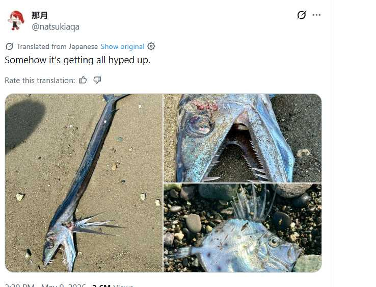 長滿利牙的長吻帆蜥魚被沖上岸後,照片吸引超過260萬人次觀看。(圖/翻攝自X,@natsukiaqa)