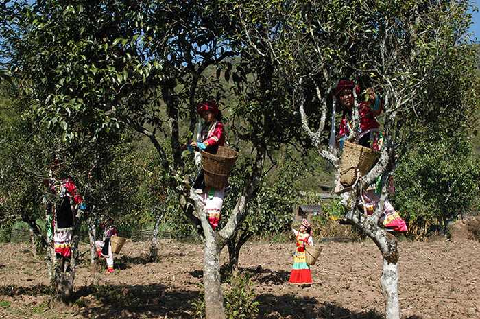 普洱市寧洱縣困廬山茶園與採茶少女。（圖／吳德亮攝影）