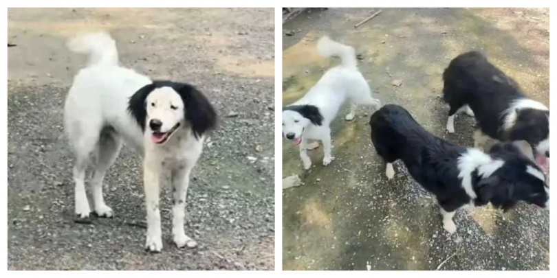 花花因外型與一般邊境牧羊犬截然不同而爆紅,全網更封牠為「最不漂亮的狗」,卻意外成為人氣網紅。