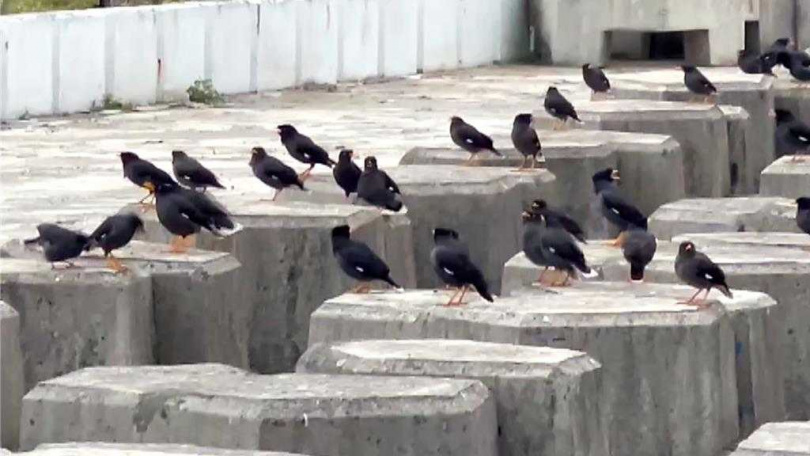 外來種八哥族群氾濫，不僅威脅台灣本土八哥生存，更成為農業害鳥。（圖／翻攝畫面）
