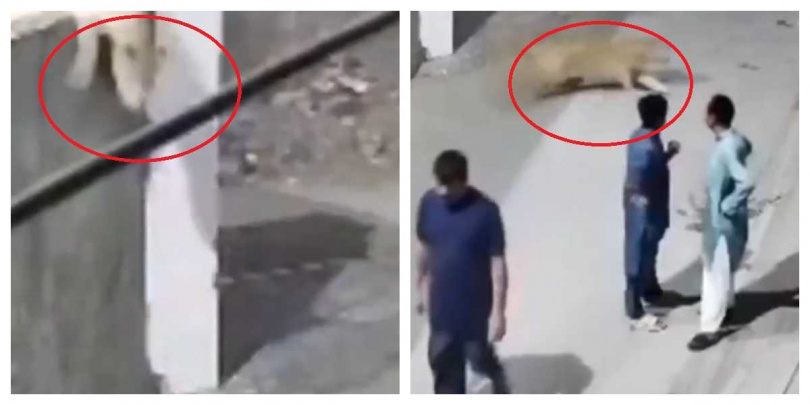 巴基斯坦一隻家養獅子逃出住家後,在街頭猛撲婦女與兩名孩童,事發時飼主竟露出笑意,引爆輿論憤怒。(圖/翻攝自CCTV)