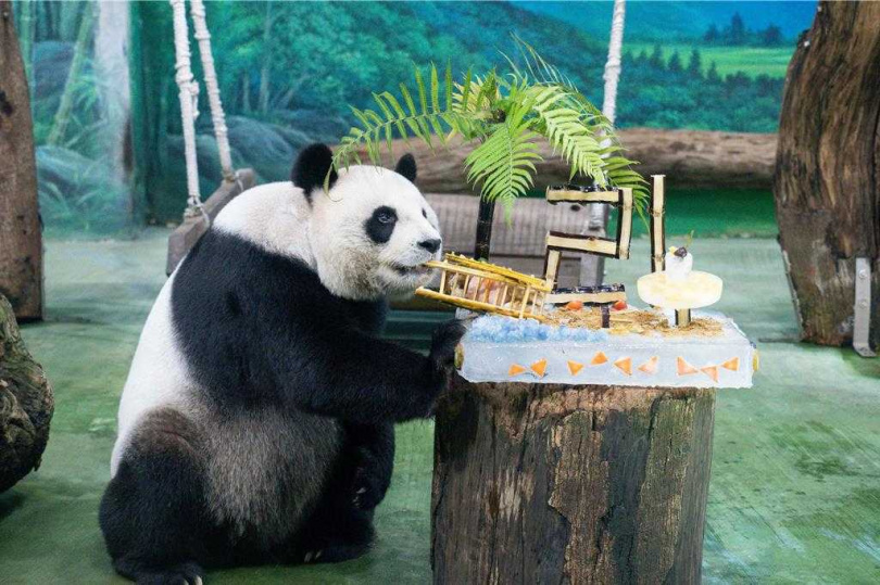 大貓熊圓圓馬上鎖定以黃金竹桿拼製的躺椅為目標。（圖／翻攝畫面）