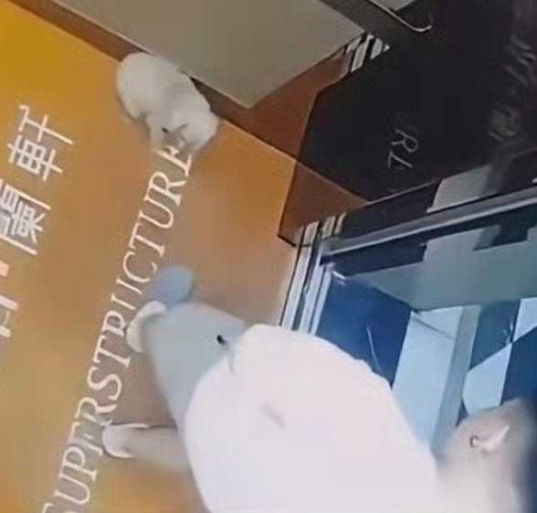 大陸陝西省西安市一處住宅社區近日發生一起引發廣泛關注的虐狗事件。（圖／翻攝自微博）