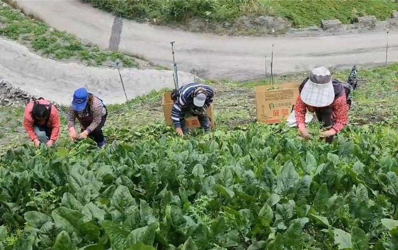 仁愛鄉農友10日搶收菠菜、櫛瓜等蔬菜，避免颱風來襲，道路中斷，蔬菜運不出去，血本無歸。（圖／翻攝畫面）