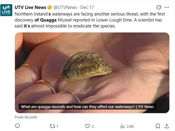 斑驢貽貝原產於黑海地區,能適應低溫與低氧環境,是目前全球最具破壞力的淡水入侵物種之一。(圖/翻攝自X,@UTVNews)