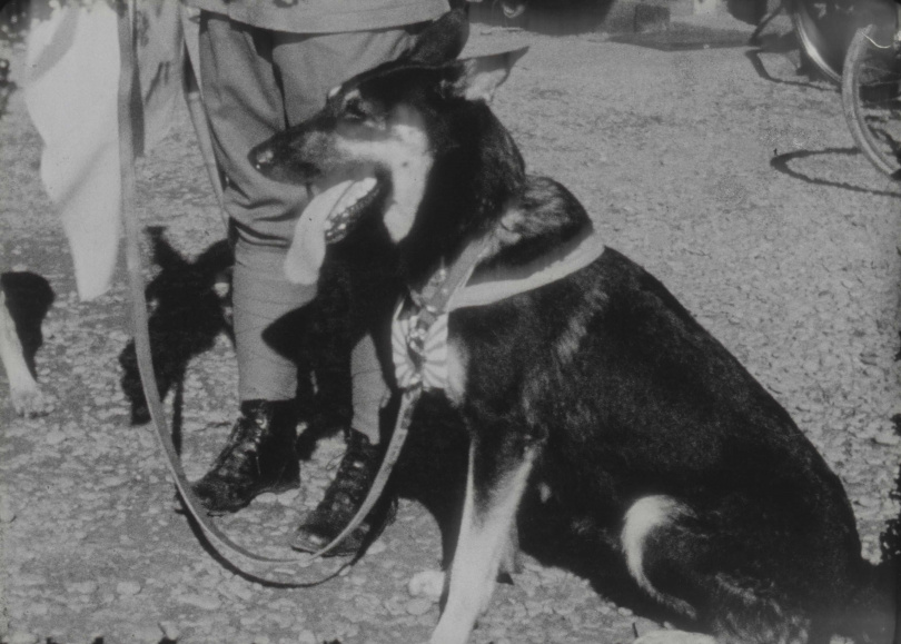 《台灣風光名勝》(c. 1937,製作不詳)軍犬的出現呼應盧溝橋事件爆發的時代環境。(圖/國家影視聽中心提供)