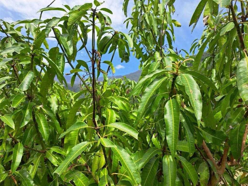 花蓮卓溪鄉、玉里鎮與富里鄉的改良種芒果產區出現開花未結果、果實畸形與空包彈等遲發性災情。(圖/花蓮縣府提供/王志偉花蓮傳真)