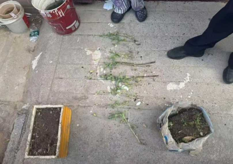 3名小學生驚見社區種罌粟,當街攔車帶警掃毒。(圖/翻攝自極目新聞)