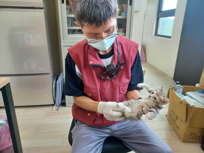 春夏「奶貓奶狗潮」來襲，新北市動保處呼籲勿急著撿走牠們。（圖／新北市動保處提供）