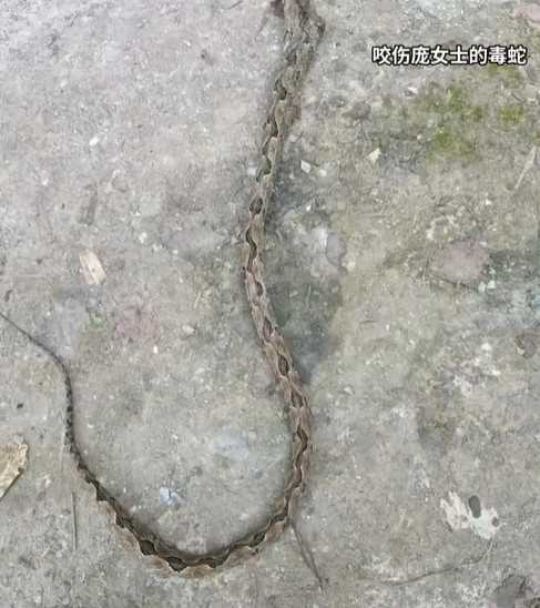 毒蛇的名稱為莽山烙鐵頭蛇。（圖／翻攝自微博）