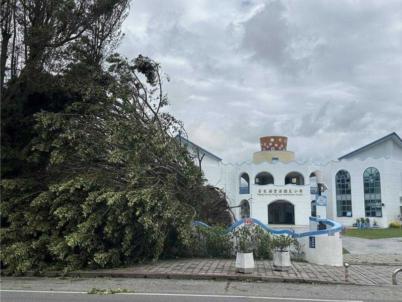 台東最美小學校園老樹不敵強風倒下。（圖／中國時報蔡旻妤攝）