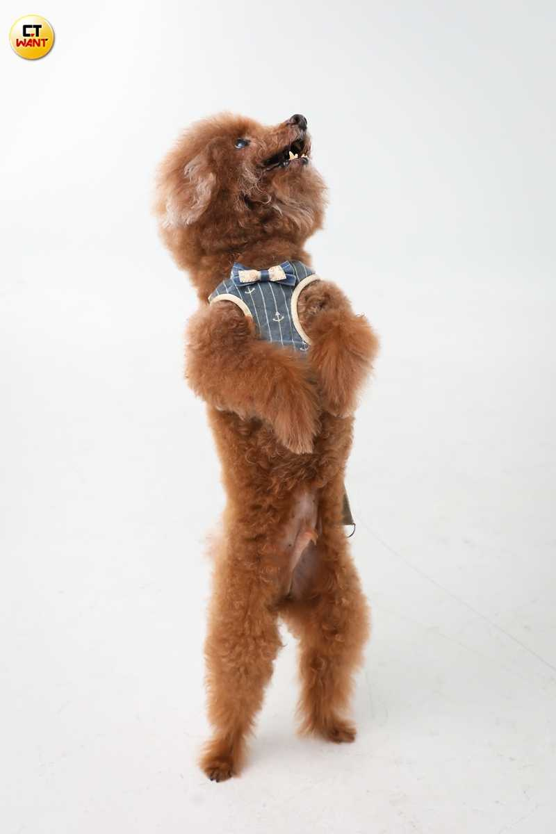 Emma一家人把耐吉視為第四個成員，出門幾乎都要一起。（圖／侯世駿攝）