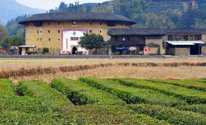 福建與廣東的客家原鄉,土樓大多與茶園緊密連接。(圖/吳德亮攝影)