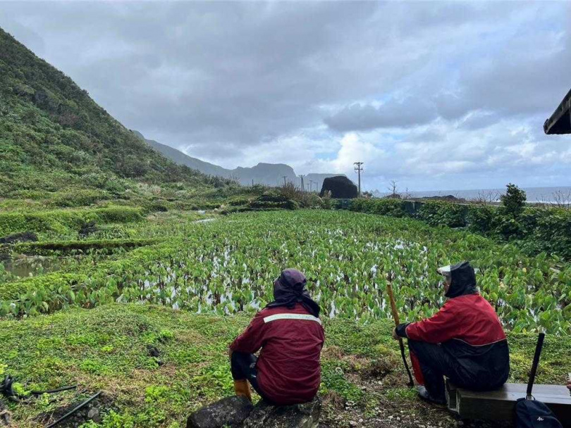 朗島部落族人輪流看守農田，防範野豬入侵啃食作物。（圖／施孝榮提供）