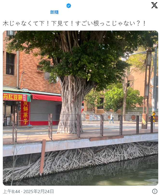 高雄蓮池潭旁一棵50年老樹,因樹根包覆潭底的水泥基柱,很像日本動畫大師宮崎駿的名作《天空之城》,劇中天空小島「拉普達」。(圖/翻攝自X)