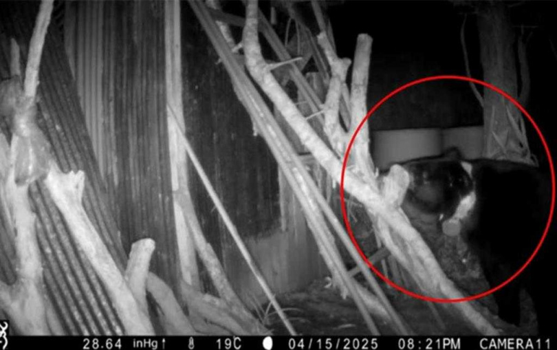 頸圈編號YNP-BB02的台灣黑熊，11日起入侵花蓮縣卓溪鄉中正部落的雞舍，15日遭設置相機拍到影像。（圖／林保署花蓮分署提供）