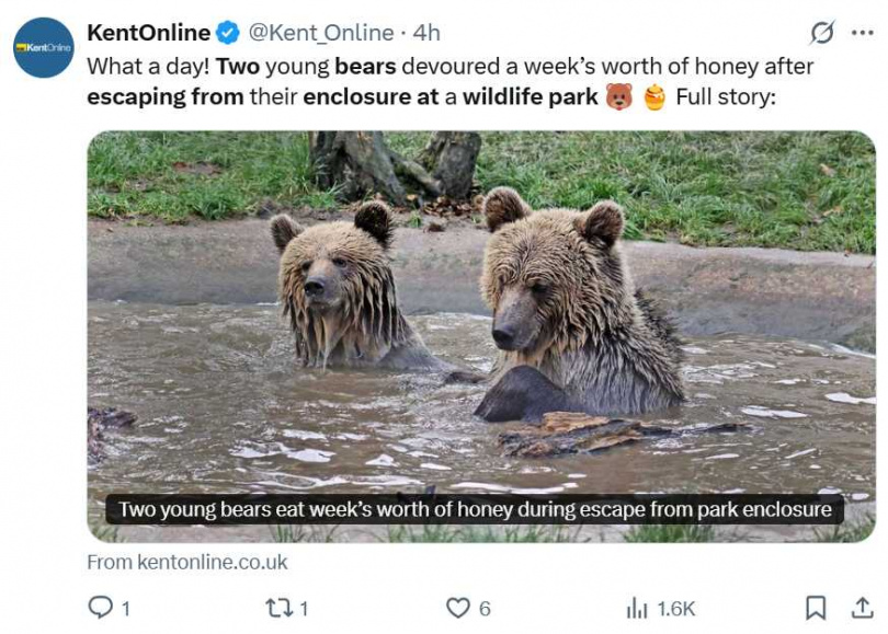 英國德文郡野生動物園發生熊隻脫逃事件　警方與園方合力處理。（圖／翻攝自X）