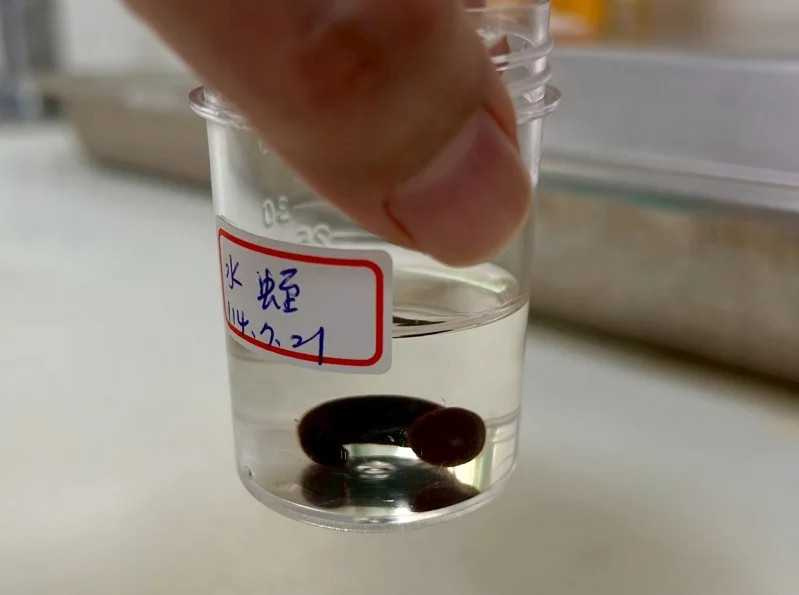 不慎被水蛭侵入身體，最嚴重會危及性命。（圖／竹山秀傳醫院提供）