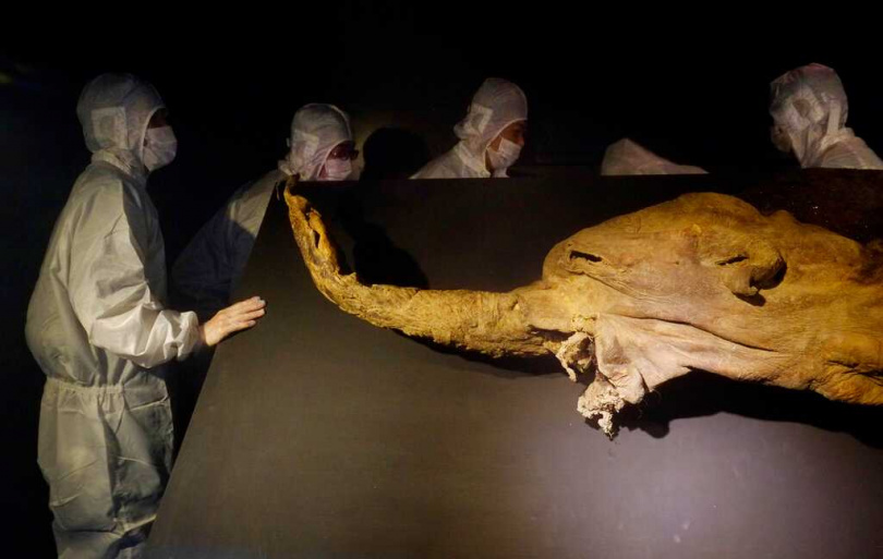 研究團隊從Yuka肌肉與皮膚樣本中成功提取並分析最古老RNA分子,顯示死前基因活性。