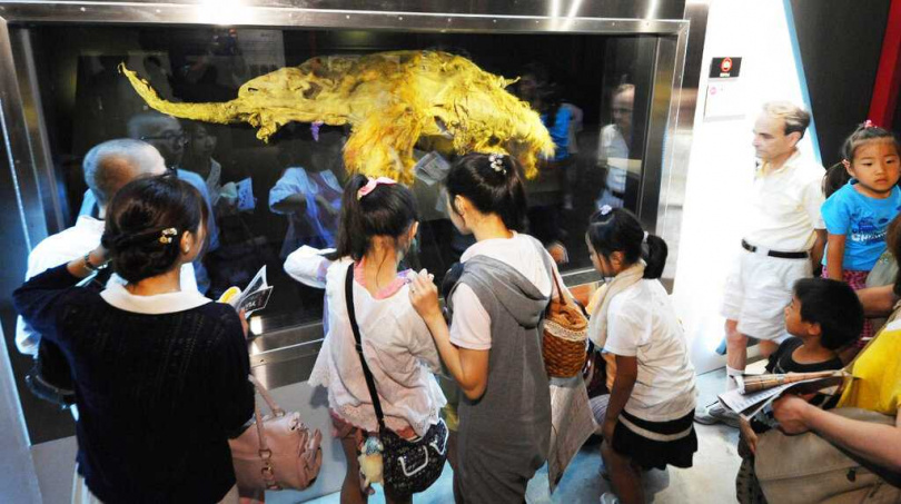 猛瑪象幼象Yuka的遺骸於2010年在西伯利亞永凍土中被發現,保存狀態近乎完整。