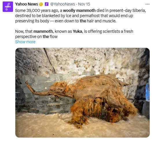 猛瑪象幼象Yuka的遺骸於2010年在西伯利亞永凍土中被發現,保存狀態近乎完整。(圖/翻攝自X,Yahoo News)