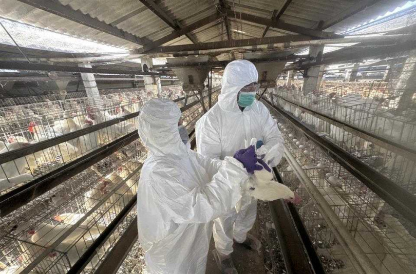 彰化縣蛋雞場芬普尼全面採樣監測啟動，第一梯次15場高風險場檢驗結果均為未檢出。（圖／彰化縣政府提供）