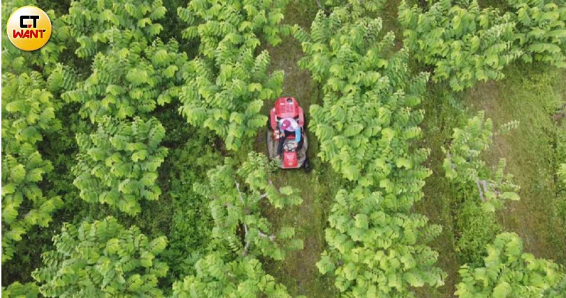 「鳳梨釋迦」在台東縣政府扶持之下另闢蹊徑，找到新加坡等銷路。（圖／CTWANT影音組）