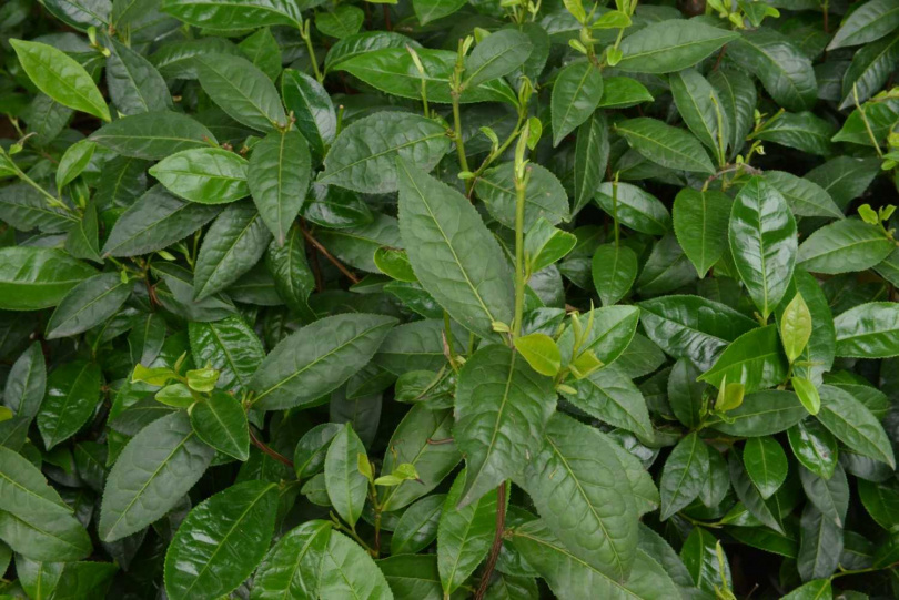 君山銀針在清代分為「尖茶」、「茸茶」兩種。（圖／吳德亮攝影）