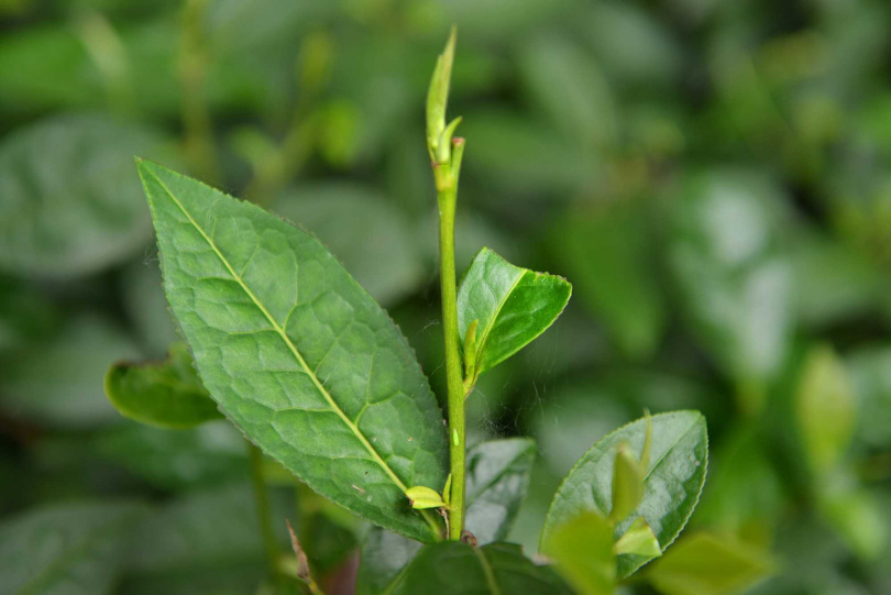 君山銀針每年只在清明前後7至10天採摘春茶的首輪嫩芽製作。（圖／吳德亮攝影）