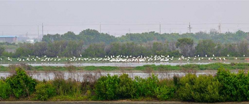 台南野鳥學會認為黑面琵鷺來台渡冬的棲地，已因環境因素明顯轉移。（圖／台南野鳥學會提供）