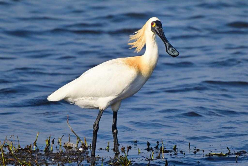 換羽的黑面琵鷺後腦與頸部呈現金黃色羽毛，十分漂亮，也是用來繁殖的重要功能之一。（圖／台南野鳥學會提供）