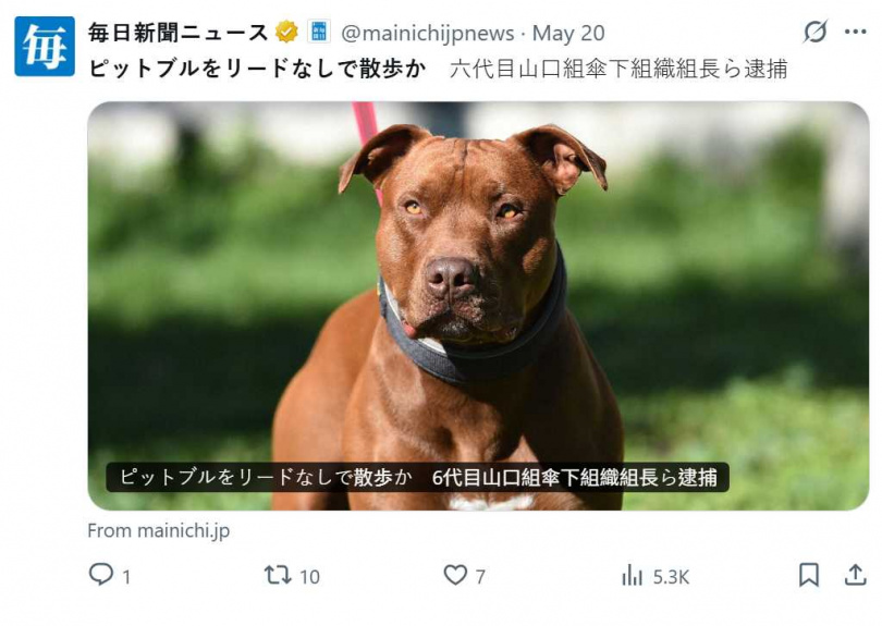 山口組傘下組織3名成員遭控帶「比特鬥牛犬」未繫牽繩散步，引發附近居民恐慌。（圖／翻攝自X）