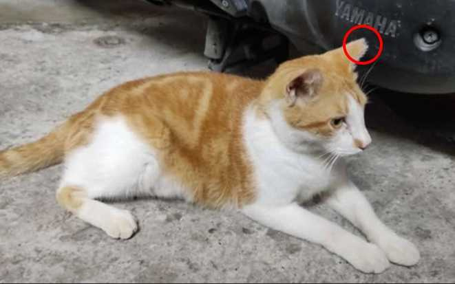 浪浪零撲殺政策上路後，逐漸以TNVR等方式管控流浪犬貓，並剪耳原放。（圖／讀者提供）