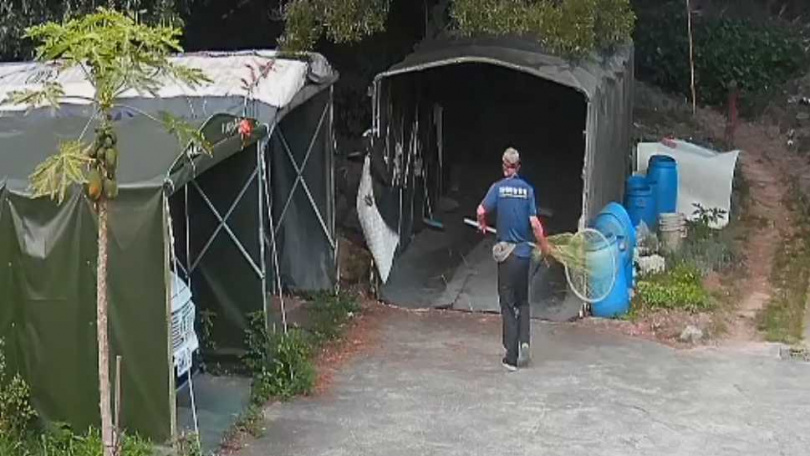 苗栗防疫所上月派員到浪貓活動區域，持捕獸網欲將毛孩帶回收容所。（圖／讀者提供）